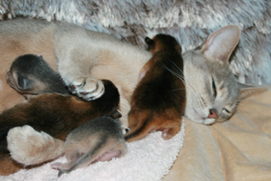 kittens